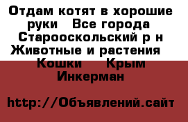 Отдам котят в хорошие руки - Все города, Старооскольский р-н Животные и растения » Кошки   . Крым,Инкерман